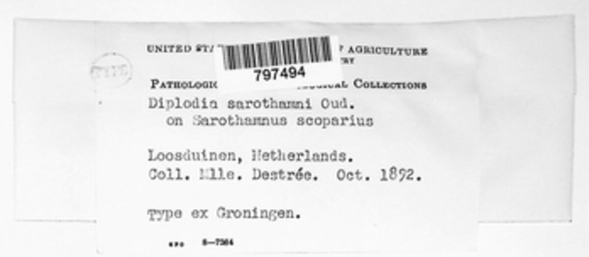 Diplodia sarothamni image